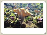 Svampliknande korall i revet