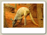 Grå jättekänguru i Sydney Wildlife World