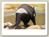 Tasmansk djävul, ett stort, köttätande pungdjur. i Featherdale Wildlife Park