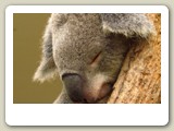 Koala  (pungbjörn) i Sydney Wildlife World