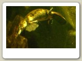 Näbbdjur, ett  kloakdjur som mestadels lever i vatten, den här i Sydney Aquarium