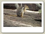Kortörad klippvallaby i Kakadu National Park
