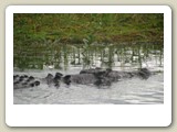 Saltvattenkrokodilen är den största krokodilarten i Australien