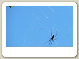 Stor, giftig spindel i sitt när i regnskogen kring Karunda