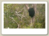 Termitbo uppe i ett träd i Kakadu National Park
