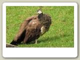 Påfågel, hona, i Featherdale Wildlife Park