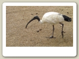 Australisk ibis (helig ibis) i Featherdale Wildlife Park