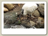 Australisk ibis (helig ibis) i Featherdale Wildlife Park