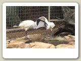 Australiska ibisar (heliga ibisar) i Featherdale Wildlife Park