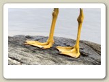 Det var en silltrut, den hade riktigt gula ben. Havstruten, som ser nästan likadan ut har gråare ben.