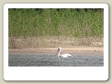 Min första pelikan i Donaudeltat, på utvägen i huvudfåran