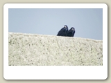 Svarta kråkor vid Stonhenge
