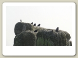 Svarta kråkor i Stonhenge