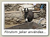 Förutom jakar användes åsnor som last- och dragdjur. Den här åsnan var kvar hemma på gården i Leh...