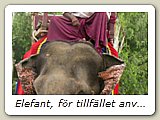 Elefant, för tillfället använd i turistnäringen.
