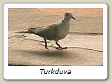 Turkduva
