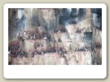 Häckande spetsbergsgrisslor på klipphyllorna