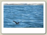 Spetsbergsgrissla på vattnet nära fågelberget vid Raudfjorden