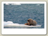 På vattnet norr om ön Spetsbergen kunde vi genom vårt hyttfönster beskåda en ensam valross på ett litet isflak
