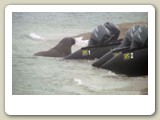 När vi landsteg på Torellnäset kom genast två av de valrosshanar som fanns där fram och undersökte våra båtar