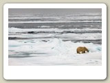 Min sista bild på isbjörnen i drivisen