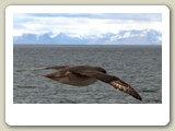 Stormfåglar följde fartyget tillbaka över Isfjorden