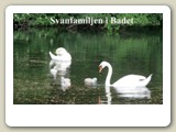 På eftermiddagen den 24 juni 2012 låg svanfamiljen och åt bland sjögräset utanför Badet.