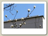Knoppar och nästan utslagna blommor på magnolian vid Anticimex