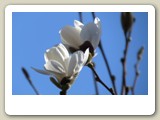 Nästan utslagna blommor på magnolian vid Anticimex