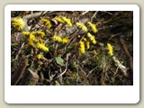 Först lite gamla vårblommor på marken: Tussilago vid Trekantsstranden