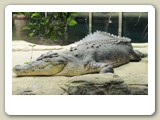 Saltvattenskrokodil i Sydney Wildlife World. Det är den största krokodilarten i Australien och kan bli över 4 meter lång