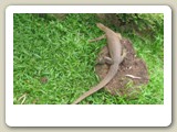 Geckoödla i Rainforestation