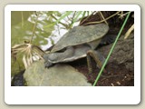 Sötvattenssköldpadda i Rainforestation