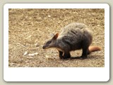Possum, en slags pungråtta, i Featherdale Wildlife Park