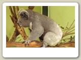 Koala  (pungbjörn)  i Featherdale Wildlife Park