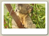Koala  (pungbjörn)  i Featherdale Wildlife Park0