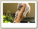 Koala  (pungbjörn) i Sydney Wildlife World