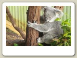 Koala  (pungbjörn)  i Rainforestation utanför Kuranda