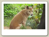 Dingo, australisk vildhund, i Rainforestation utanför Kuranda