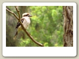 Kookaburra (skrattfågel) i Blue Mountains National Park