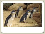 Dvärgpingviner i Featherdale Wildlife Park