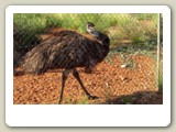 Emu i emufarm i The Outback