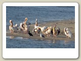 Pelikankoloni i gryningen längst ut mot Svarta havet. Tillsammans med pelikanerna fanns några storskarvar och gråtrutar