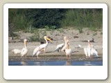 Pelikankoloni i gryningen längst ut mot Svarta havet. Tillsammans med pelikanerna fanns några storskarvar och gråtrutar