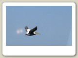 Flygande pelikan på återvägen i huvudfåran