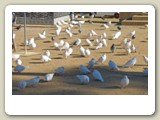 De omsjungna vita duvorna, La paloma biancha, var vanliga på torgen och i parkerna i städer som Cordoba och Sevilla.