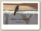 I Andalusien träffade jag på fåglar, som jag också sett i Sverige. En del av dessa är flyttfåglar, som tillbringar vintern i Spanien. 