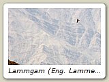 Lammgam (Eng. Lammergeyer) på  4 500 meters höjd i Himalaya.
