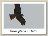 Brun glada i Delhi.