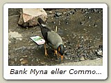 Bank Myna eller Common Myna (majnastare).